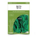 씨앗