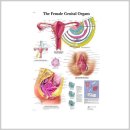 더미통상 이미지