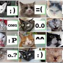 LOVELY CAT 이미지