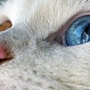 고양이눈 이미지