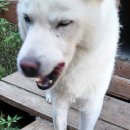 백두 동물병원 이미지