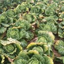 일신농약할인마트 | 2025년 김장 준비의 핵심, &#39;해남 절임배추&#39; 사전예약 완벽 가이드