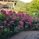 지베르니펜션 이미지