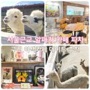 동구릉로460번길 | 서울근교 구리카페 파차 알파카 만날 수 있는 이색데이트