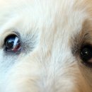 고등동물병원 이미지