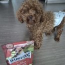 해피독(happy dog) | [후기] 노령견도 잘 먹는 해피독 강아지 알러지 토스카나 미니 강아지 사료추천 후기 🐶🍽️