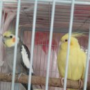 birdies 이미지