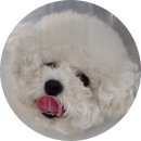 AP 동물병원 | [상도동 동물병원]강아지 양쪽 슬개골 탈구 수술 후기