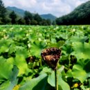 속리산농장 이미지