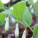 둥굴레의 효능 및 부작용 이미지