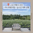 (주)소소팜 | [고성 하니라벤더팜] 6월 첫째주 실시간 개화 상황, 입장료 및 이용 꿀팁 솔직후기