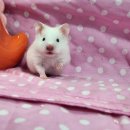 (주)폴리모프 네이버블로그
