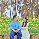 다육요정 | [충남/서산] 노란 물결의 대향연! 2만 평 수선화 숲 '유기방가옥' 축제 연장 방문 후기 (개화 현황/포토존)