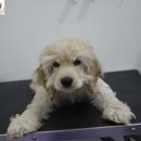 원당애견미용 이미지