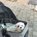 소호회센터 | 🐶 부모님과 반려견이 함께한 여수 2박3일 여행기 | 가족여행지로 최고였던 이유