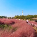 핑크뮬리 이미지