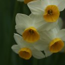 봄소식을 전하는 들꽃들 이미지