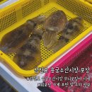 남해 여행 삼천포용궁수산시장 재방문 포장 후기 (무늬오징어&amp;돌돔&amp;쥐치)