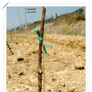 은행농장 이미지