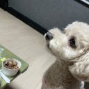 예당지 히트좌대 4번 애견동반 배스낚시 후기 다운샷