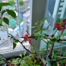 25년 4월 20일(이슬비:일)긴기아난*매조*석곡 피다 이미지