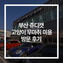 부산고양이미용&호텔 냥스타그램 | [부산고양이미용] 쥬디캣에서 고양이 무마취 미용받고 왔어요!