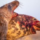 프리지아 B 이미지