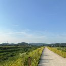 🌳 공주 메타세콰이어길 산책후기 | 초록이 예쁜 힐링 명소