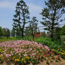 태안 안면도 여행 이미지