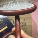 곱슬강아지 | [강아지] 플러쉬퍼피 얼티메이트 브러쉬 반려견 곱슬 엉킴털 빗 추천 가격 및 내돈내산 솔직후기