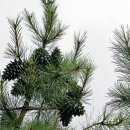 숲뒤농장 이미지