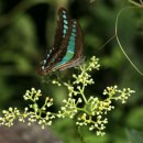 나비야 청산가자 이미지