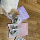 트릿츄잇 네이버블로그