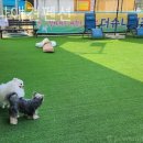 더슈나애견펜션 이미지