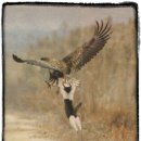 고양이날다 이미지