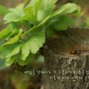 그루터기