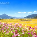 나의살던고향은 이미지