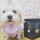 내몸애홍삼 | 노견영양제 반려동물 한방간식 내몸애 하루한첩 녹용깡 급여후기