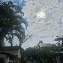 Cat garden | 라오스 루앙프라방 여행 3일차