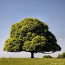 고목나무 이미지