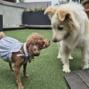 멍멍스쿨 이미지