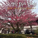 7182 | 양산 통도사 오늘자 홍매화 실시간 개화 상태 우담바라 주차 후기