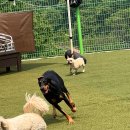 썸바디 독스 이미지