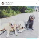 상신리코코네 이미지