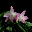 무명농장 이미지