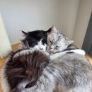 고양이숲 | 다산고양이미용 황금산고양이, 노르웨이숲 말로 무마취 교감미용 다녀온 후기