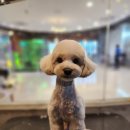 지니펫 애견미용실 이미지