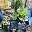 이케아 앞 야외주차장 횡단보도 | 이케아 근처 맛집 빅브레드 시그니처에서 만난 벨기에 감성 브런치 카페 후기