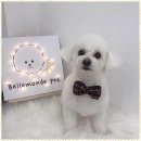 내 강아지 미용실 이미지