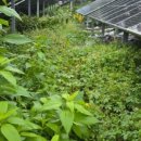 소하태양광발전소 이미지